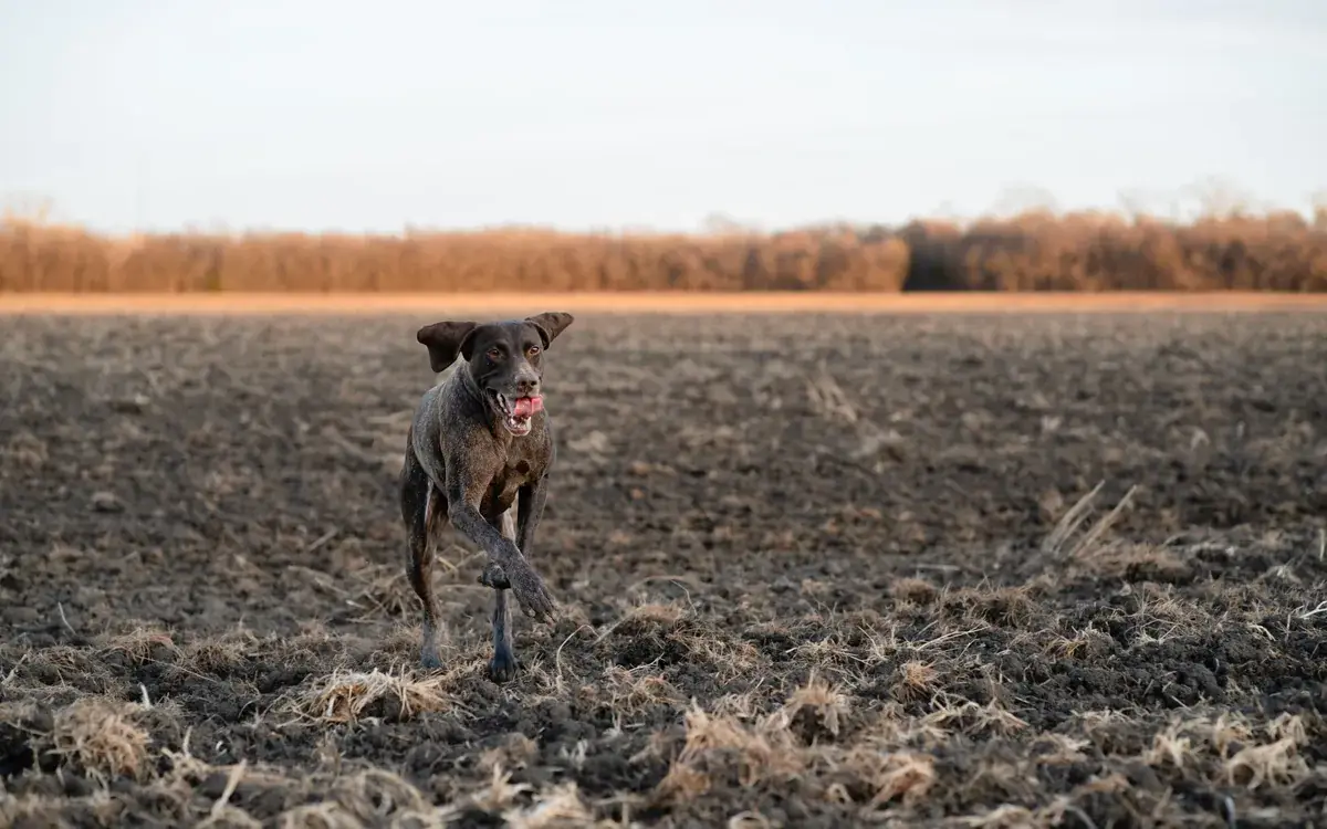 Le chien de chasse